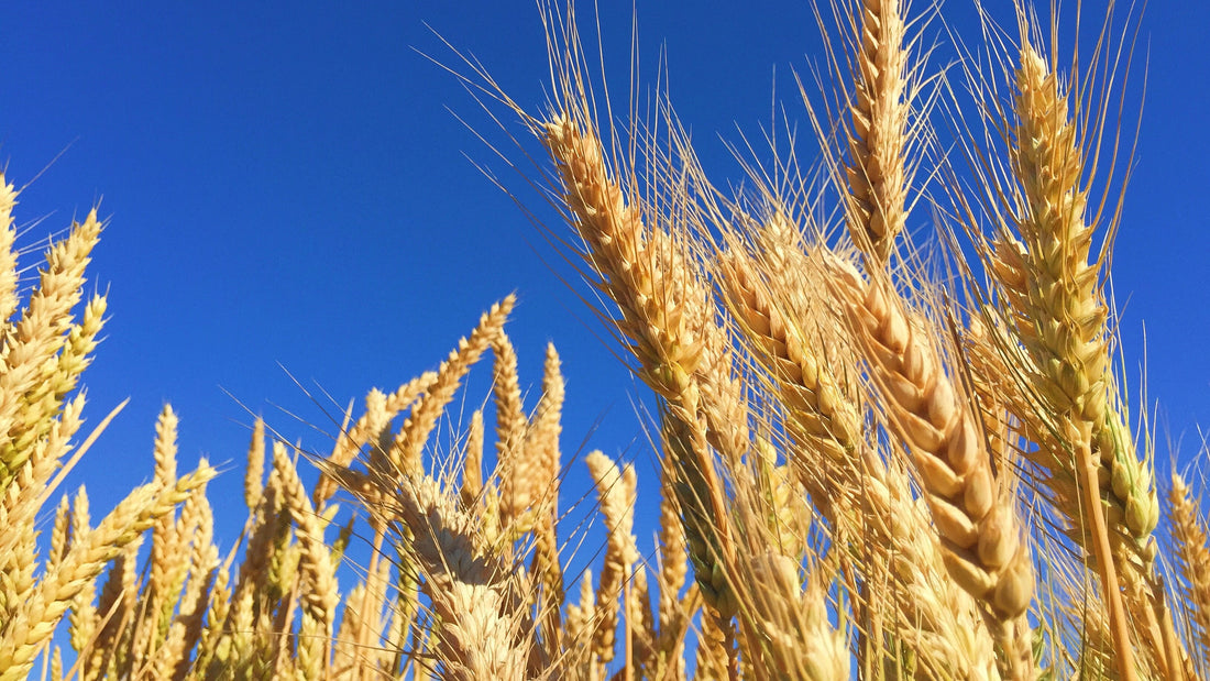 mill grain at home